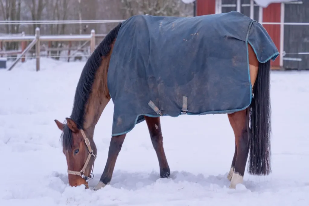 Brun hest i blåt dækken, der dækker ryg og kryds, græsser i en snedækket fold med hegn og rød stald i baggrunden