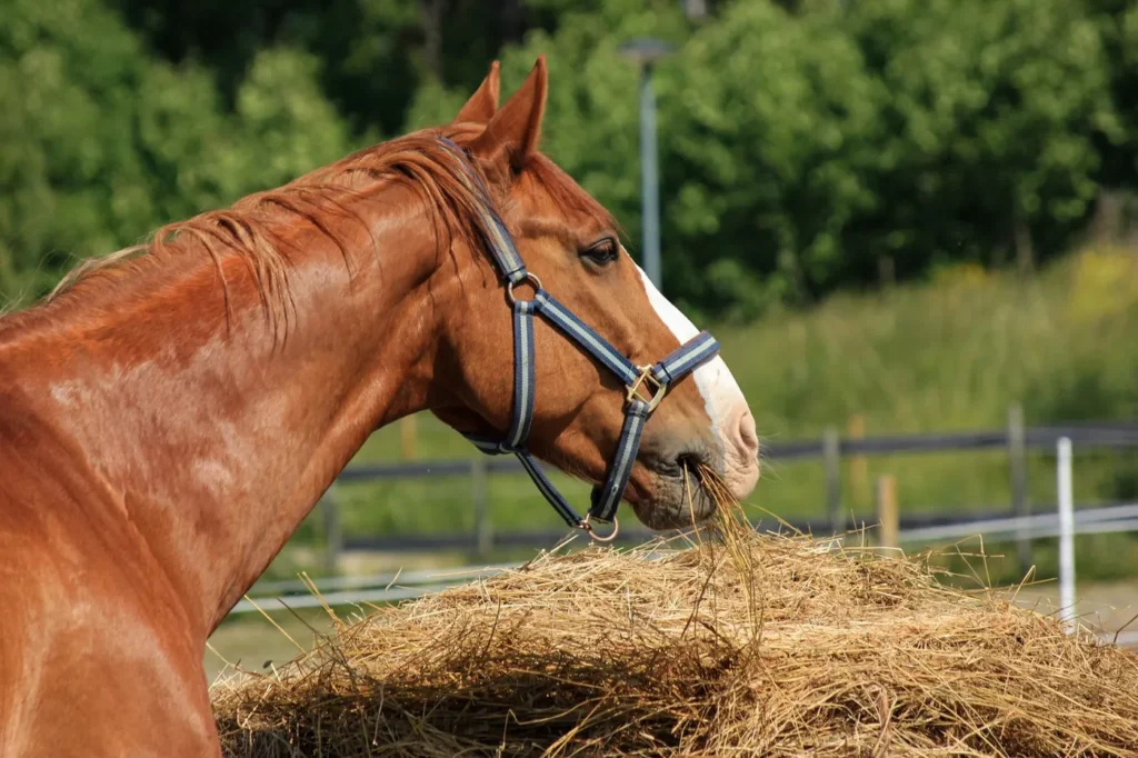 Brun hest med blå grime spiser hø udendørs, et billede på hestens daglige foder og behov for tilskud
