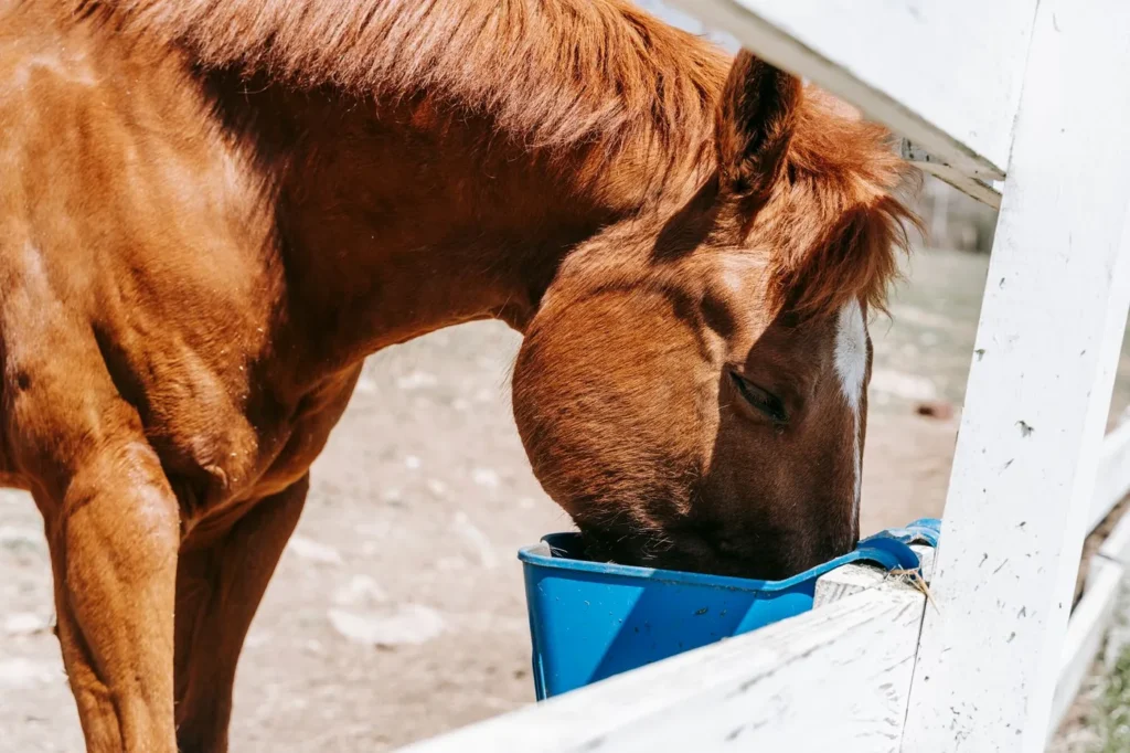 Brun hest spiser foder fra en blå plastspand, der hænger på et hvidt hegn i en solbeskinnet fold