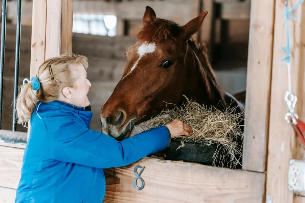 Brun hest spiser hø fra en krybbe ved boksdøren i stalden, mens en kvinde i blå jakke lægger mere hø til