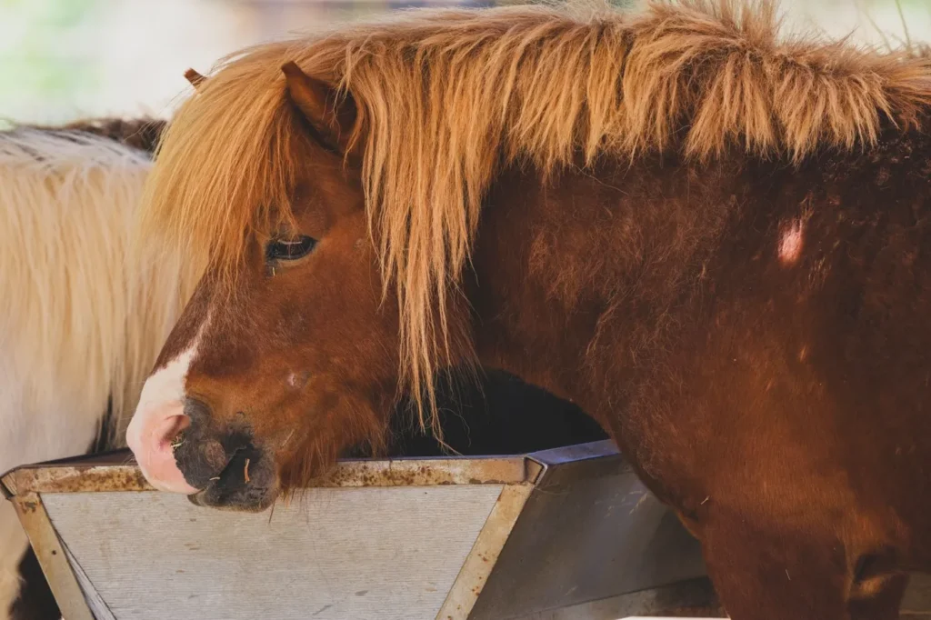 Brun shetlandspony med lys, tyk man spiser hestefoder fra en foderkrybbe i stalden på en solrig dag