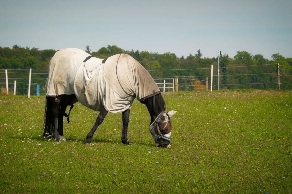 Hest med fluedækken og fluemaske græsser på en grøn fold med hegn og træer i baggrunden