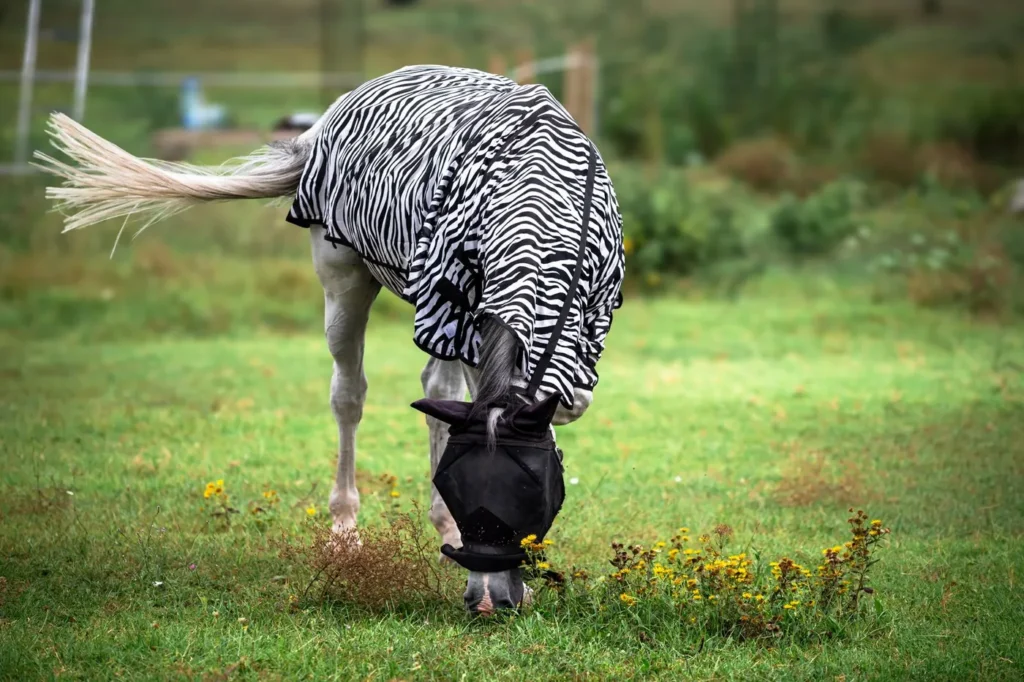 Hest med zebrastribet insektdækken og fluemaske græsser på en grøn fold, hvor dækkenets lette vævning ses