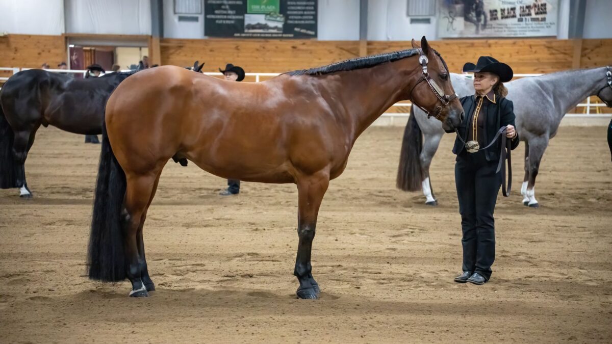 Westernridning: den komplette guide