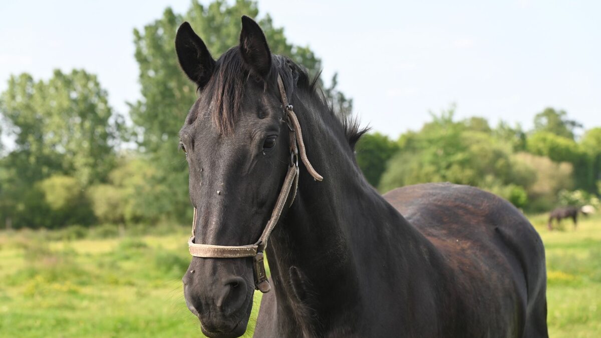 Køb af hest – udstyr & anbefalinger