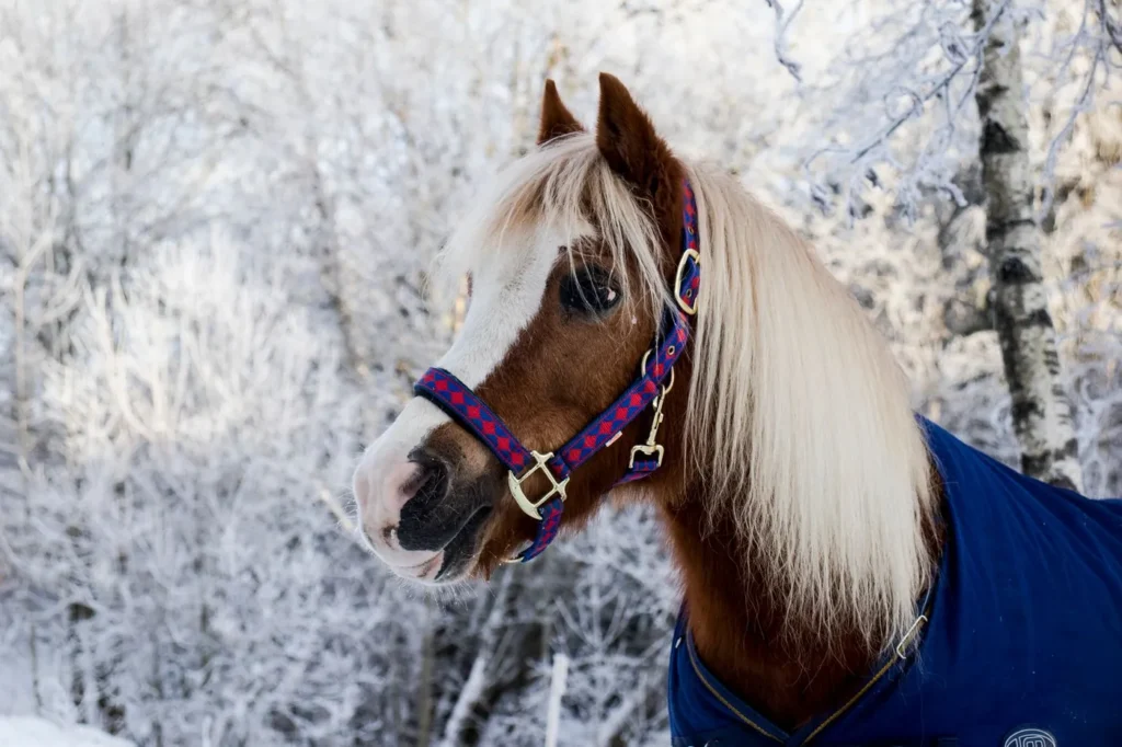 Pony med lysegul manke i en farverig nylongrime og et blåt dækken, fotograferet i en frostklædt vinterskov