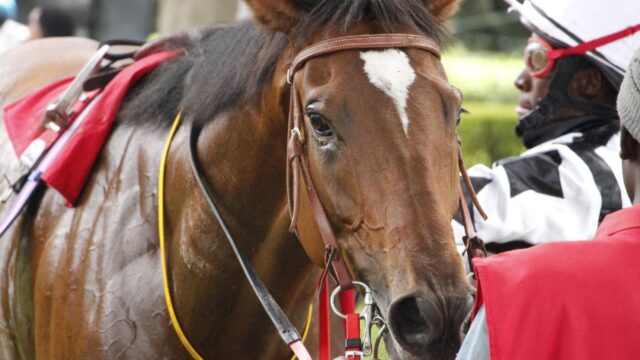 Regn og tung bane i Royal Randwick: Her er favoritterne til lørdagens galopdag i Sydney