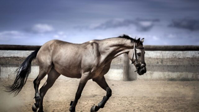 Rekordpublikum og Holy Guacamolee kronede Quarter Horse-sæsonen 2025 på Lone Star Park