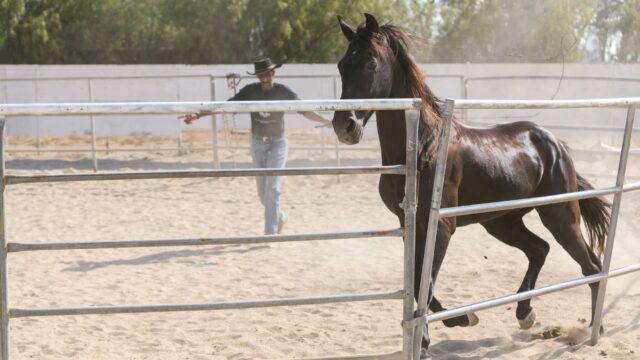 Monty Roberts, verdenskendt “hestehvisker”, er død, 91 år