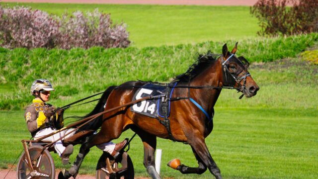 Big Ranger udråbt som favorit til Hambletonian efter stærk eliminationssejr