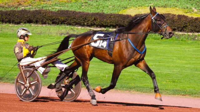 Captains Mistress skrev historie i Inter Dominion – hvad venter nu?