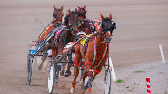 Cowboy Candy jagter femte strake NYSS-sejr i rekordstort felt på Monticello