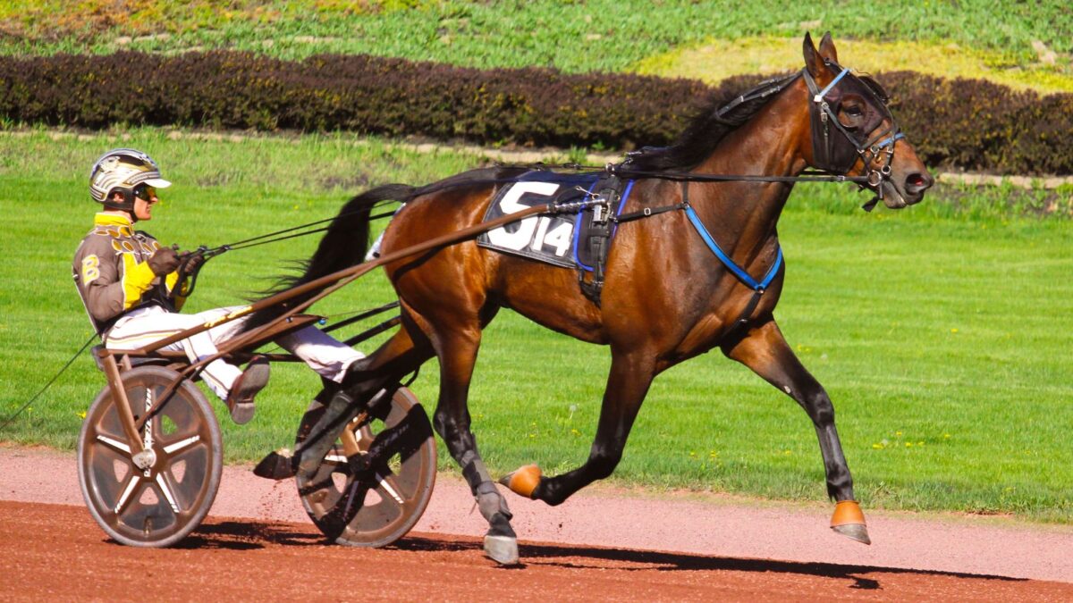Stjernefelt klar til 81. udgave af Little Brown Jug i september